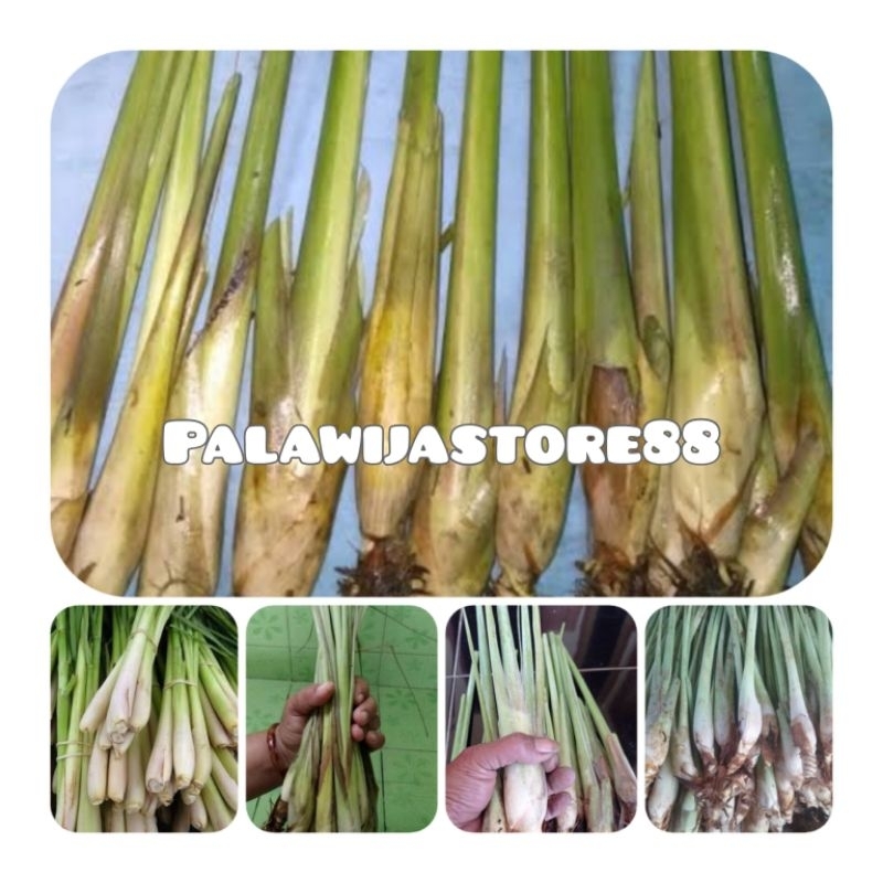 Bibit sereh gajah sereh bangkok sereh jumbo isi 20 bibit