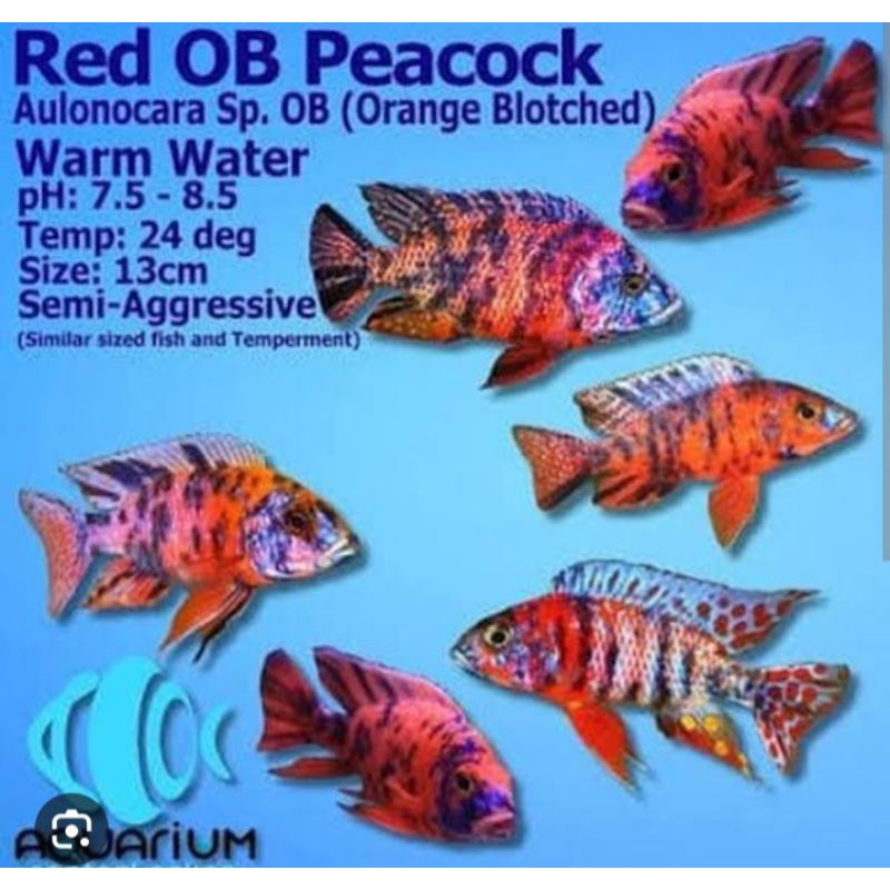 Ob Peacock