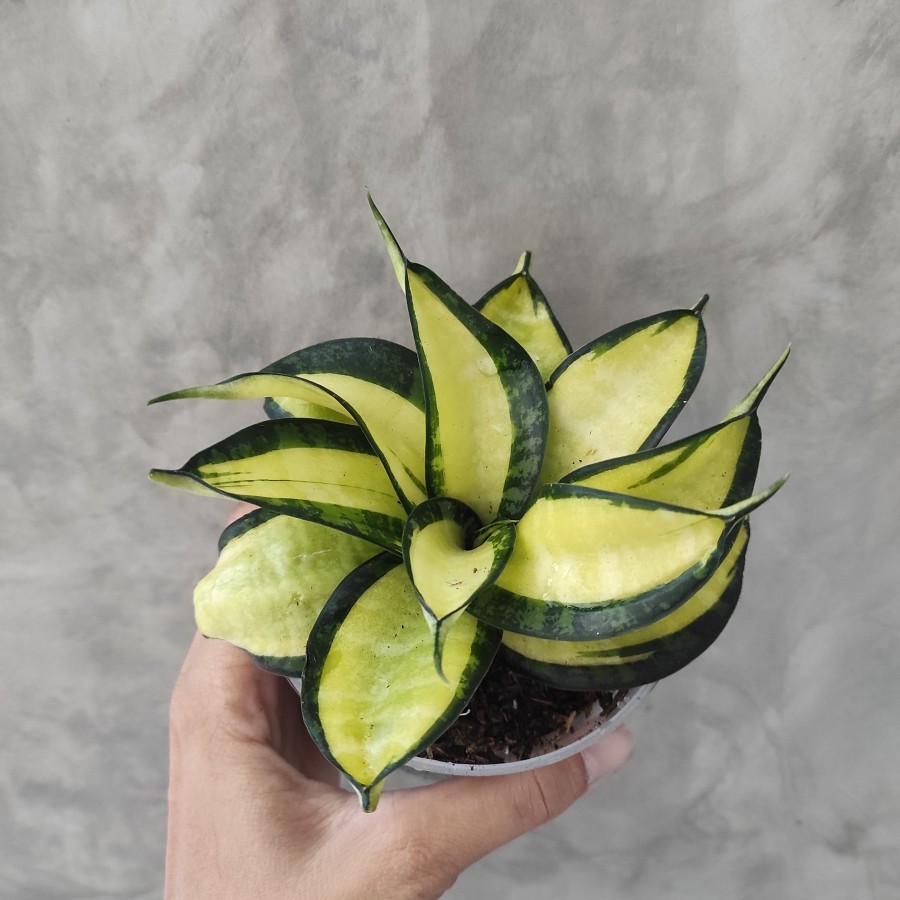 Sansevieria Golden Wendy