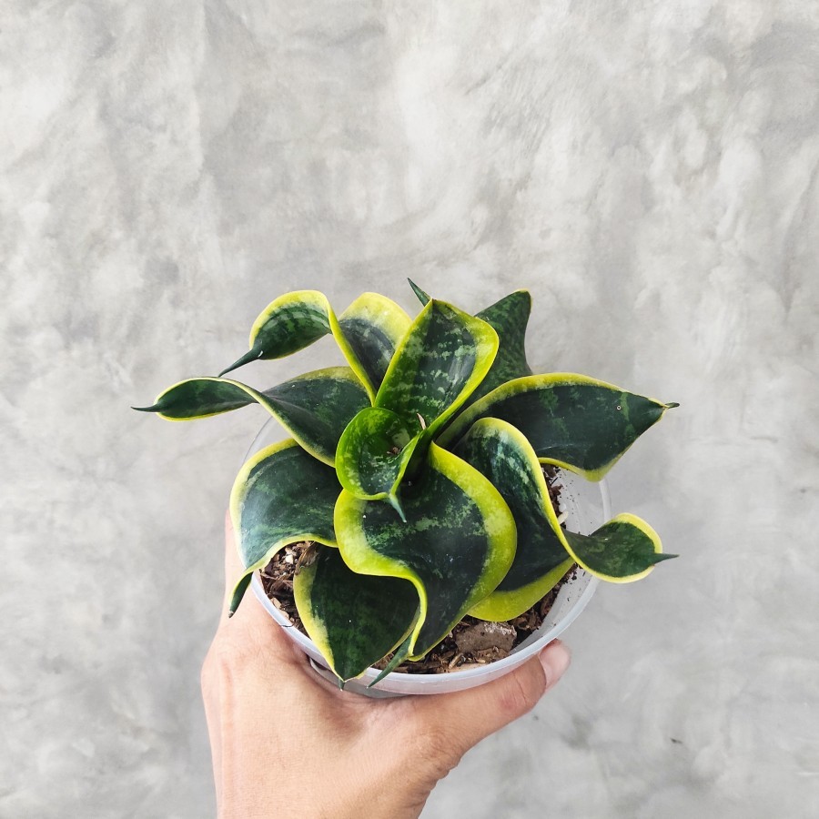 Sansevieria Twister Tsunami