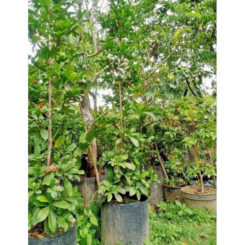 bibit miracle fruit sudah berbuah