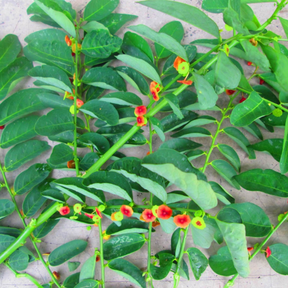 

DAUN KATUK SEGAR HERBAL ALAMI