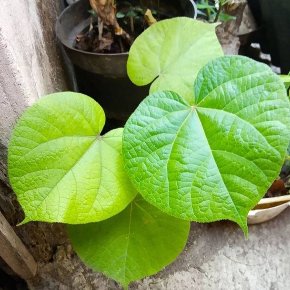 

DAUN WARU FRESH ALAMI 5 Lembar Herbal