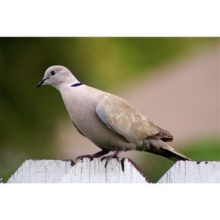 TELUR FERTIL PUTER PELUNG TRAH DURASI