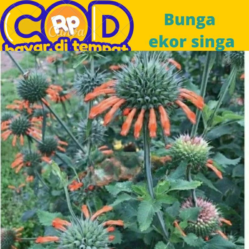 

daun batang bunga ekor singa segar 250 gram