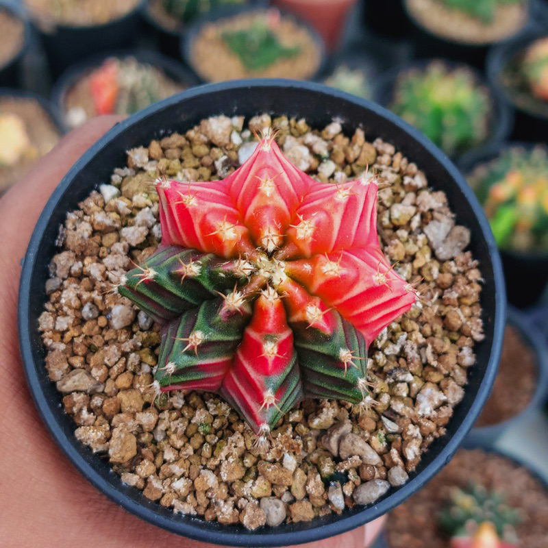 Gymno hybrid Seedling Pink Diamond x Trex