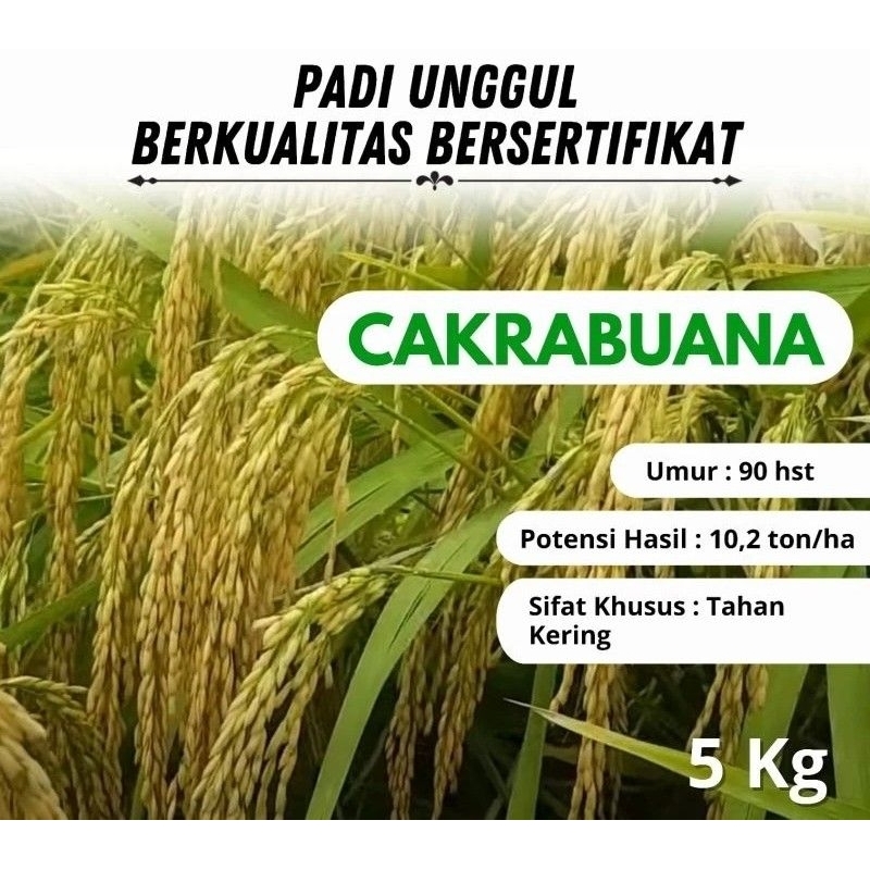 Benih padi unggul cakrabuana agritan berkualitas kemasan 5kg