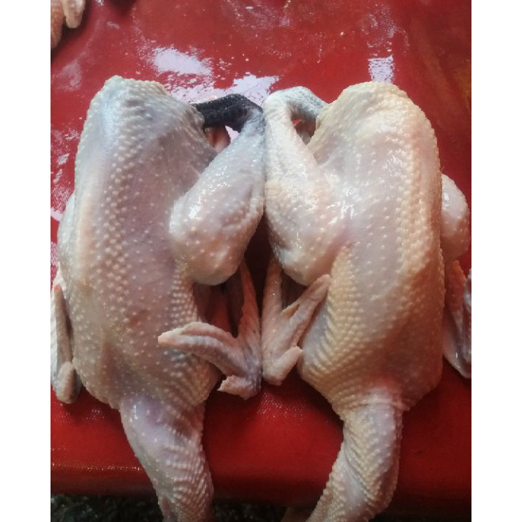 

FYXV2046 Ayam Kampung Fresh 1100 gr ( Berat Hidup )