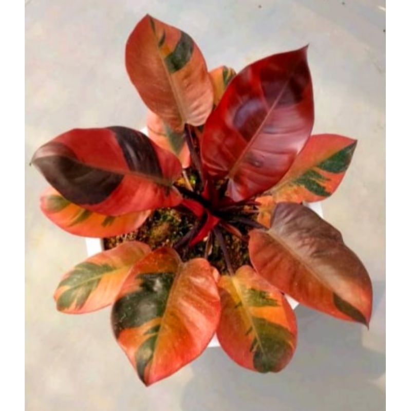 Philo Dendron Black Cardinal Varigata Tanaman Hias Philo Anakan Tanaman Hias Philo Dendron