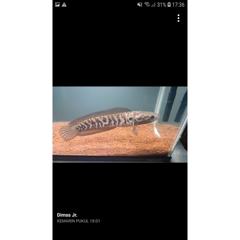 asiatica ws pure 11-14cm full dot gondrong