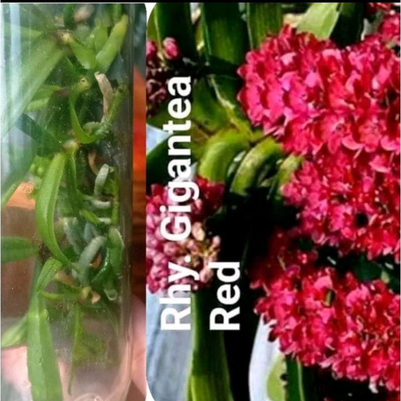 botol rhy gigantea (red)