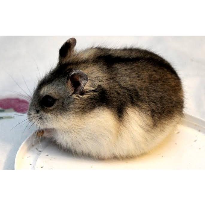 Hamster Campbell Indukan dan Anakan Lucu Menggemaskan