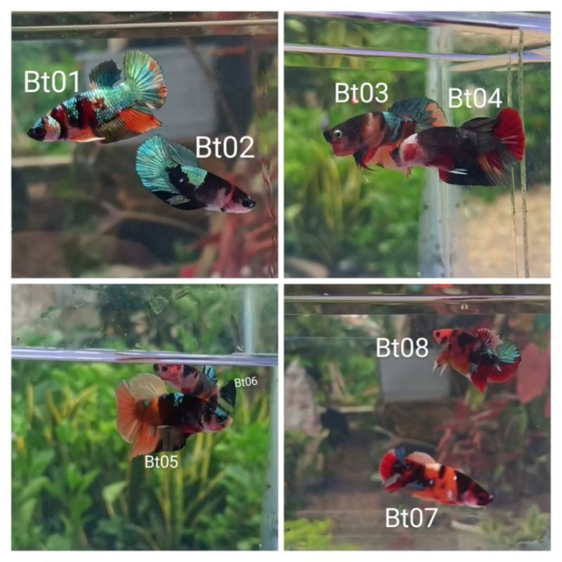 Packing box cupang multy choper real pick