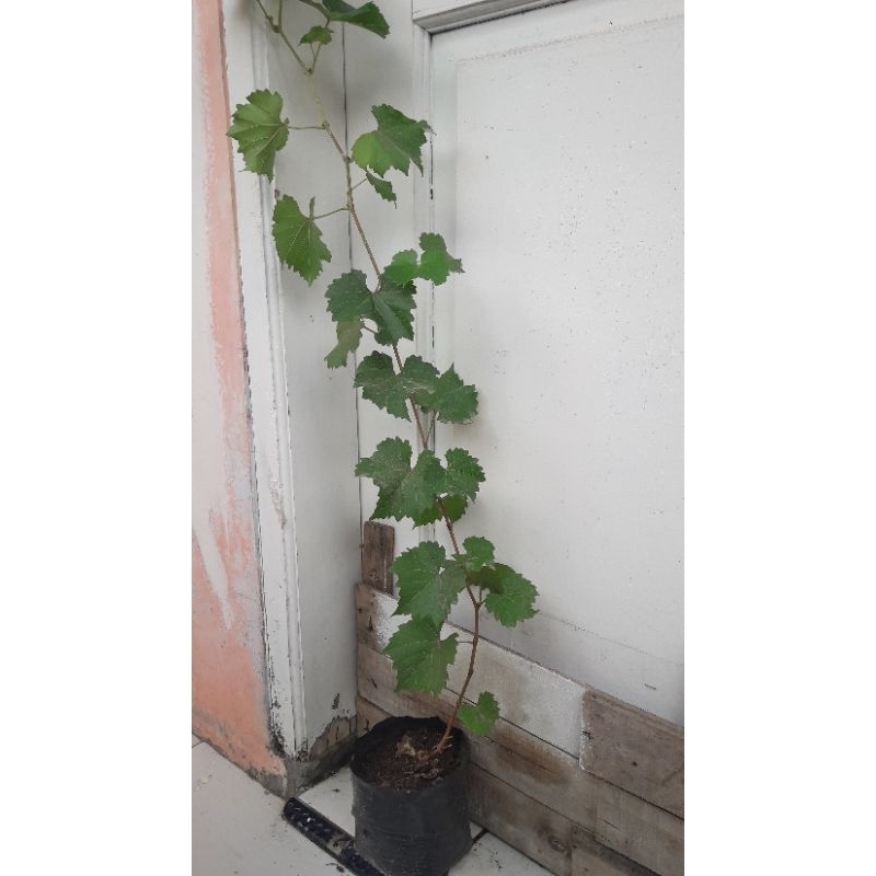 Bibit anggur red master rootstock