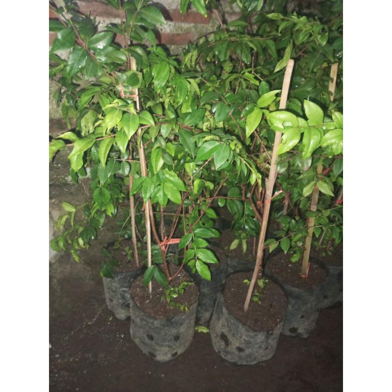 1 pohon.. anggur Brazil freco cangkokkan