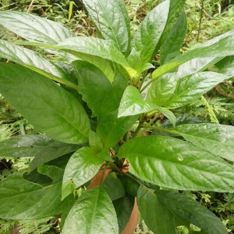 

(250gram) Teurmurah Lalapan Sayur Daun Reundeu Segar & Organik