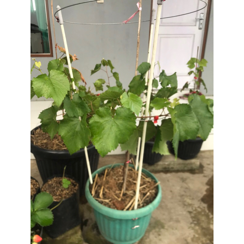 Cutting / Batang Anggur Varian Rootstock