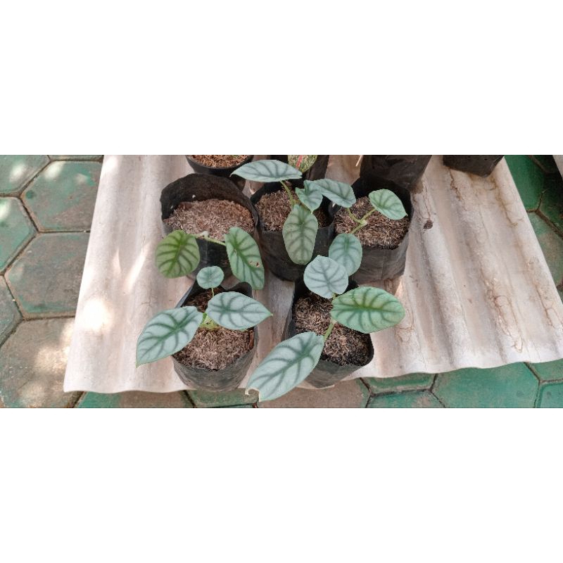 Alocasia Tengkorak silver