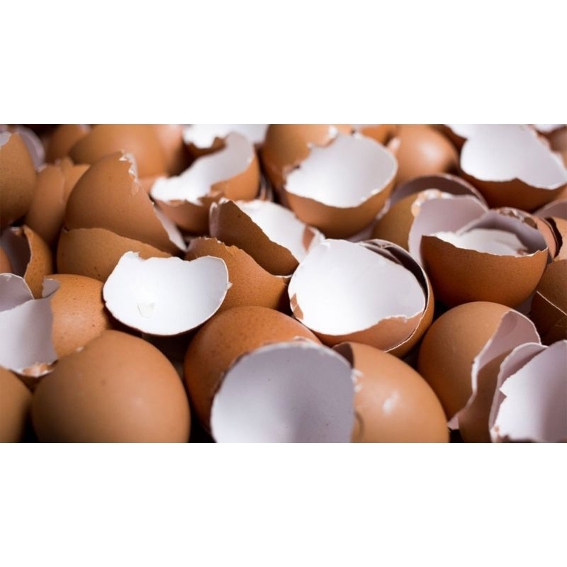 

Cangkang Kulit Telur