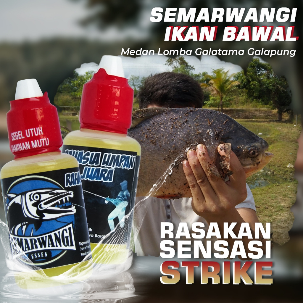 Essen Ikan Bawal Umpan Mancing Lomba Galatama SEMARWANGI