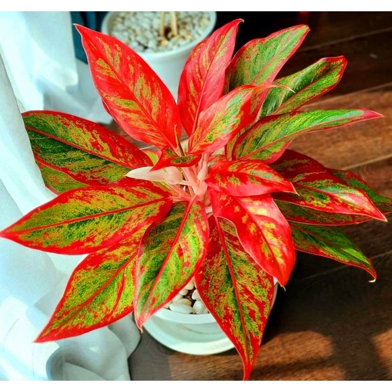 Tanaman Hias Siam Aurora Tanaman Hias Aglonema Siam Aurora Tanaman Hias Murah Meriah Aglonema Merah 