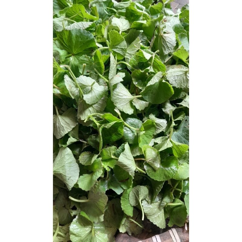

Daun pegagan 250 gr