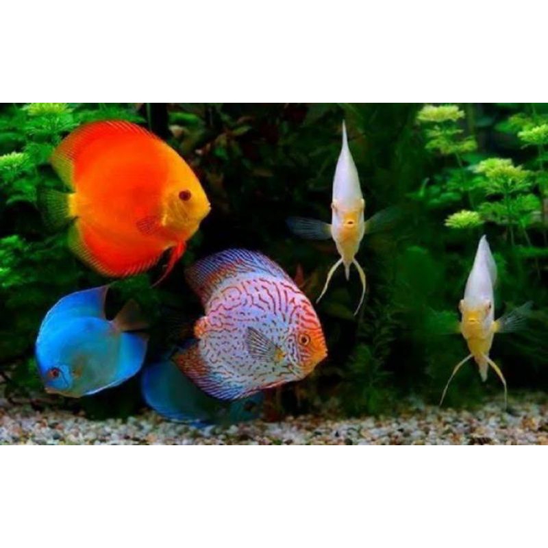 packing styrofoam ikan discus 4inch