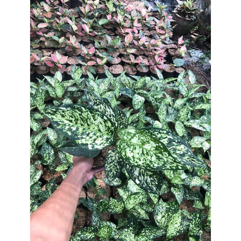 AGLONEMA VENUS WHITE | MURAH | CANTIK RIMBUN