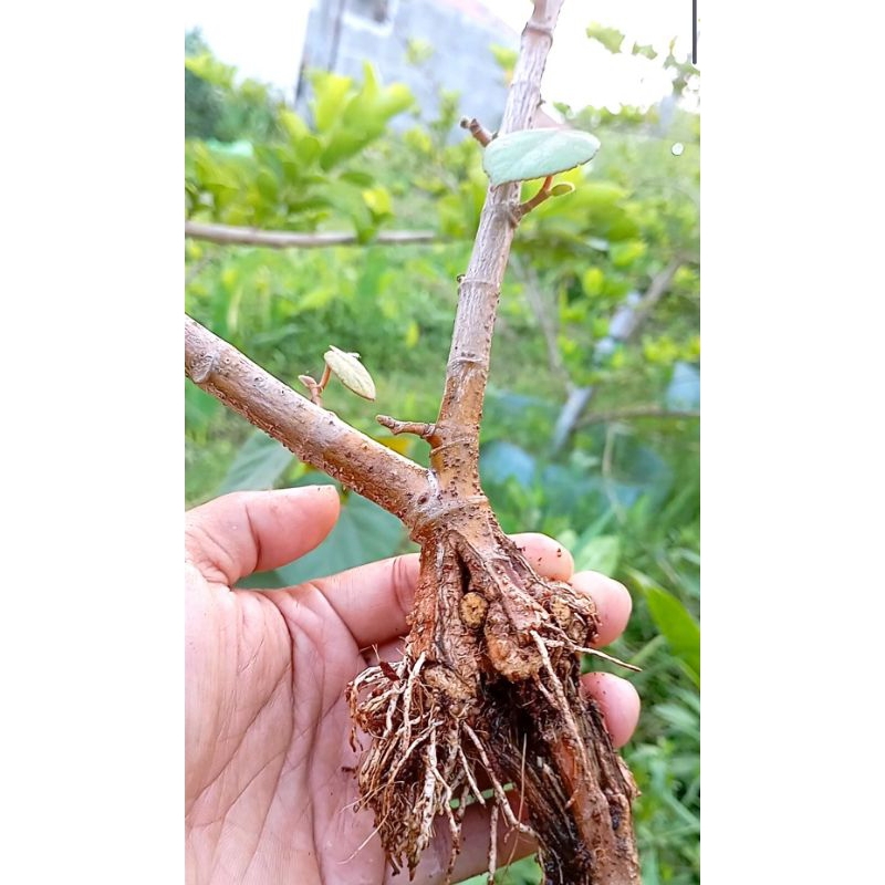 Paket Hemat 2 Batang Cangkok Pecah Batang Waru Taiwan/India/Merah