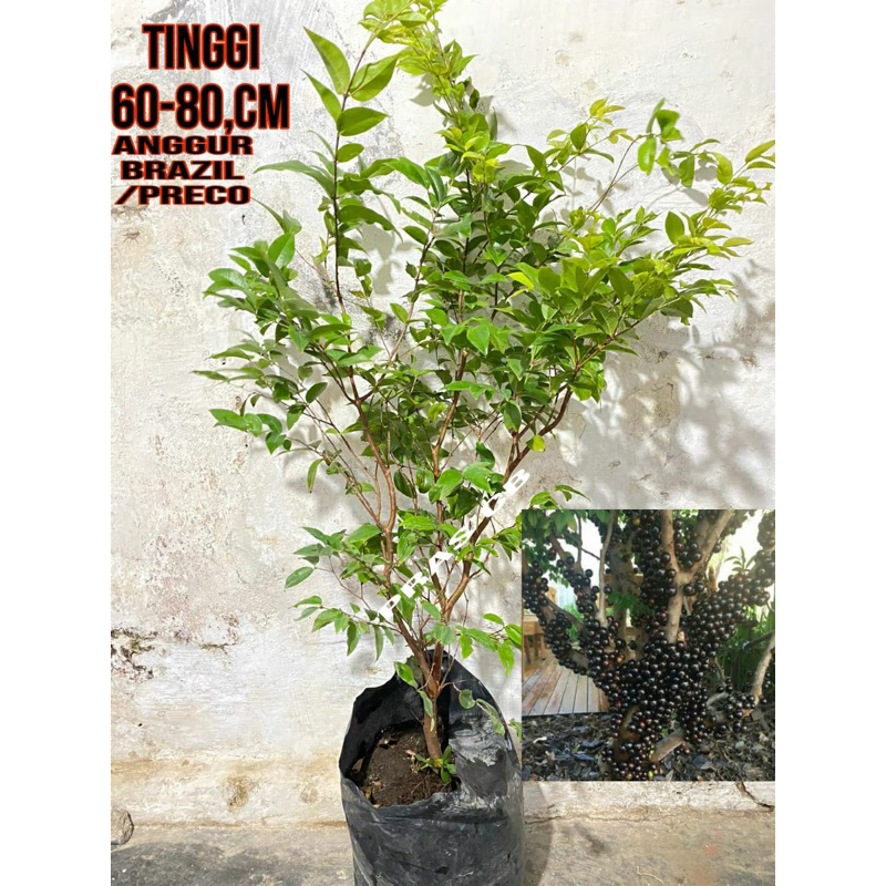 Bibit anggur pohon brazil / preco tinggi 80-1 meter