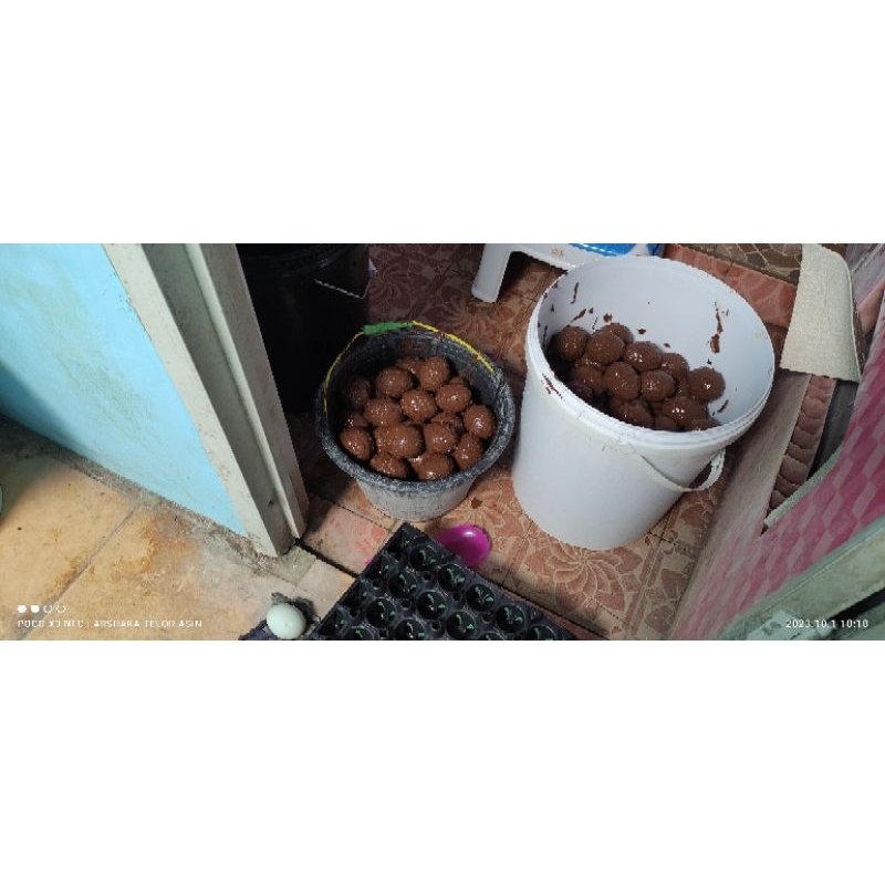 

TELOR ASIN MENTAH, siap di masak minimal order 10 butir