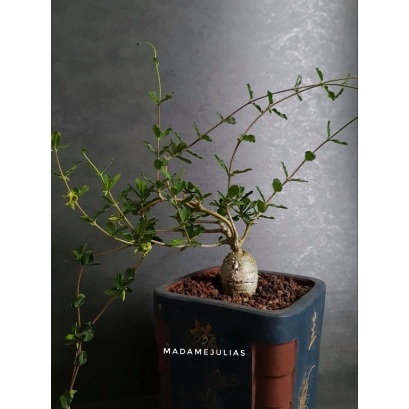 Tanaman Hias Fockea Edulis