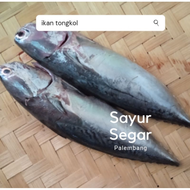 

Ikan Tongkol Per 500 Gr Sayur Segar Palembang