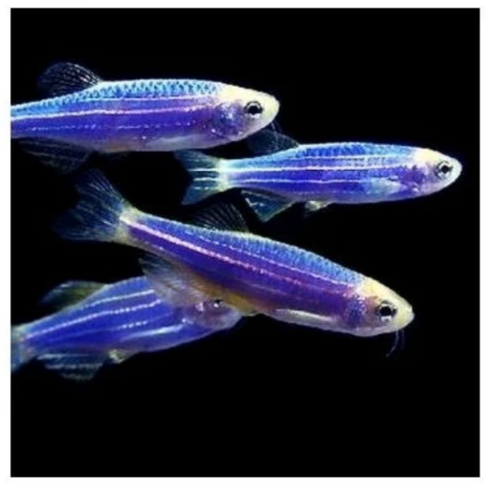 Blue Cosmic Fish Glowfish danio ready