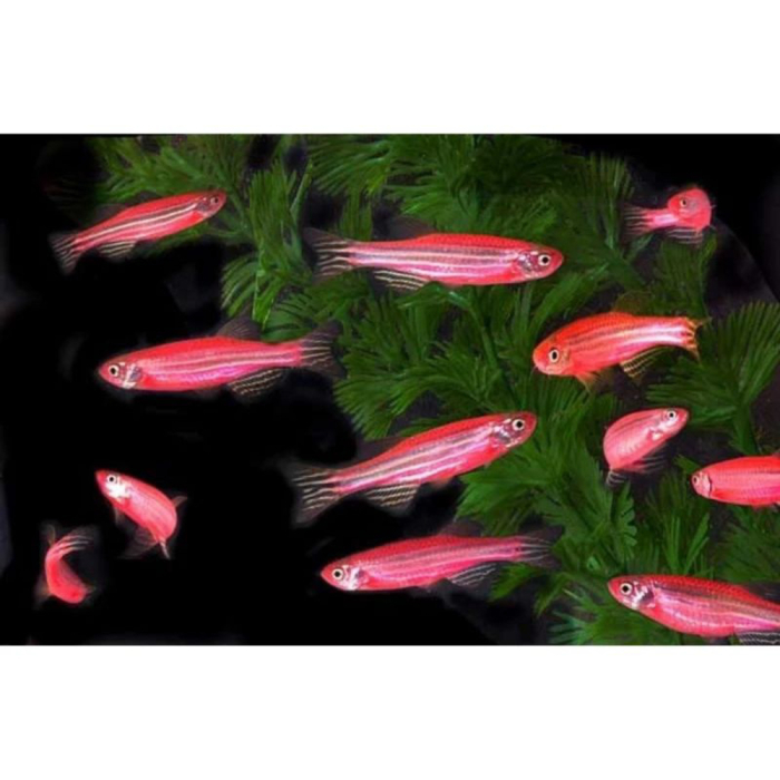 PROMO AQUARIUM PINK DANIO GLOFISH HIASAN AQUARIUM WARNA WARNI ready