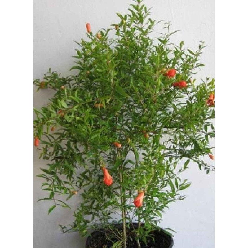 bibit delima super merah