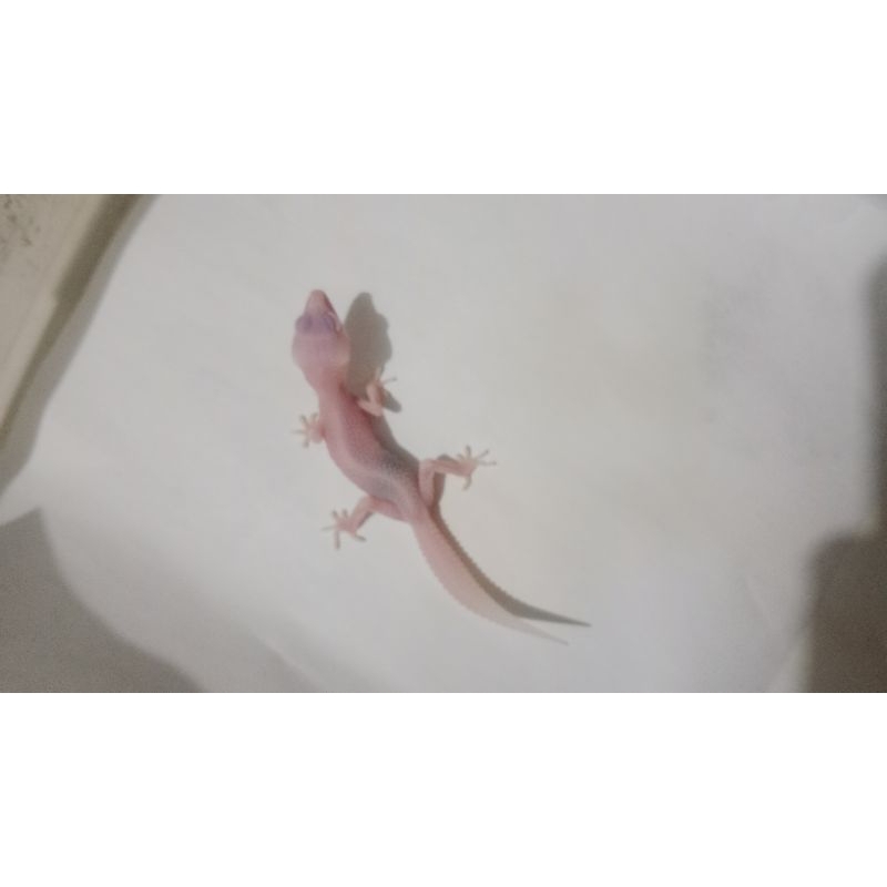 SSR PIED LINE SUPER PIED