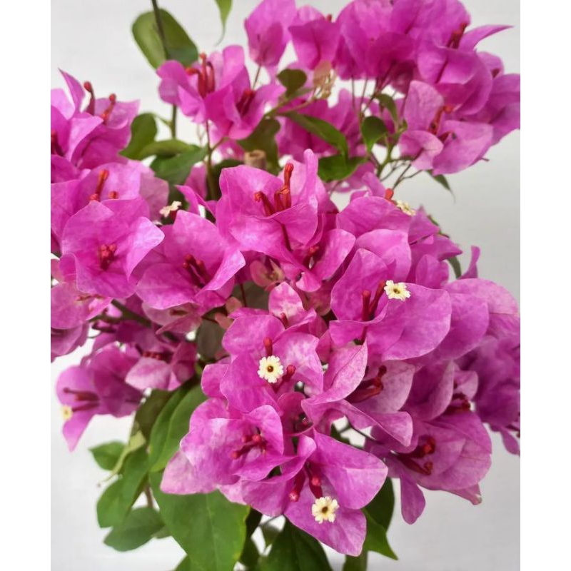 Bougenville Import Vietnam Splash