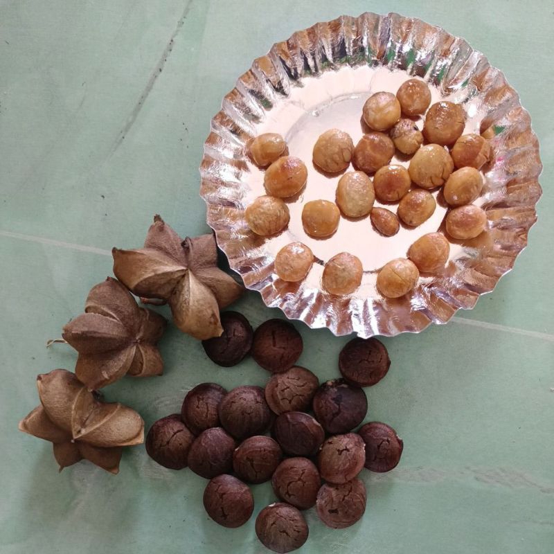

Kacang Sanca Ichi