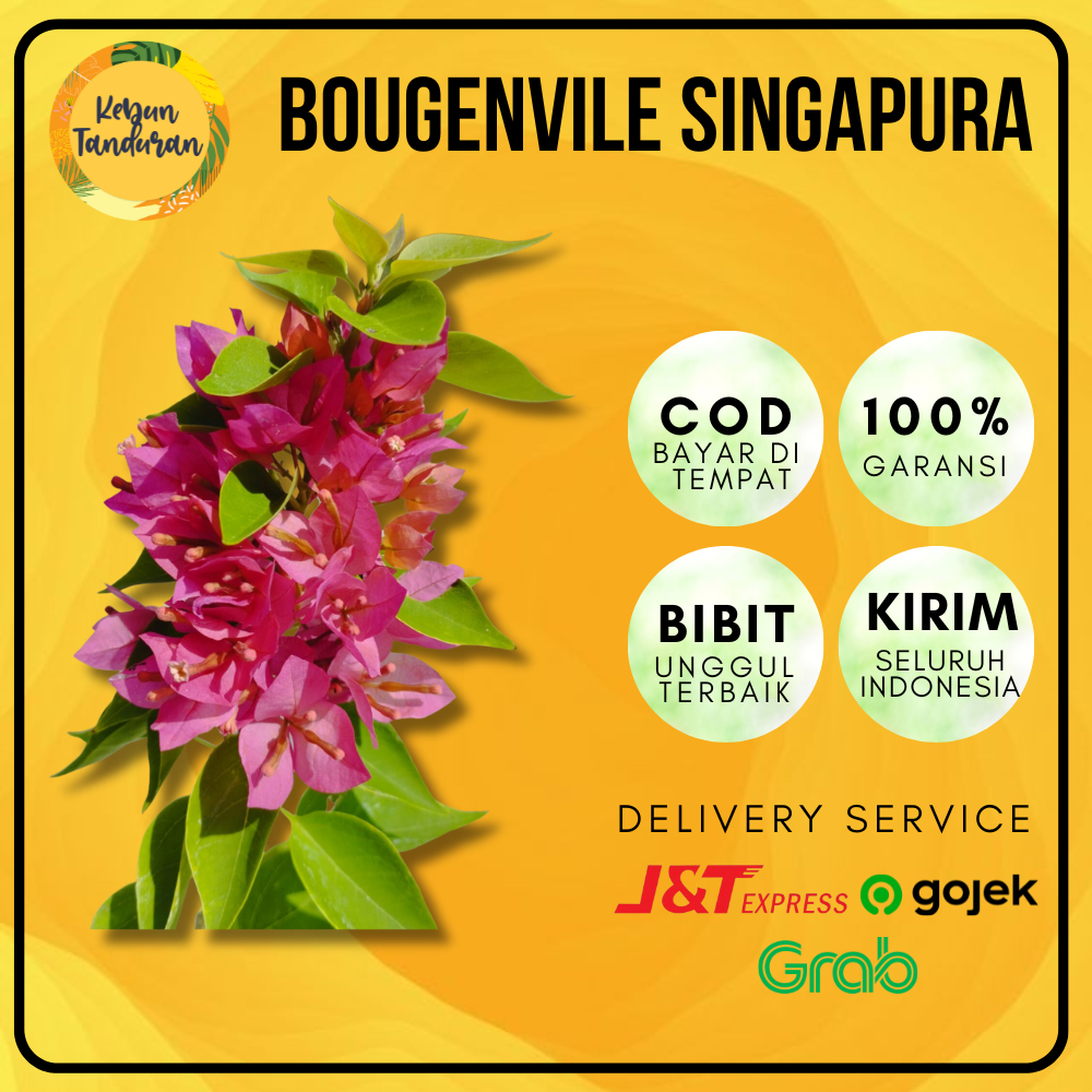 Tanaman Hias Bunga Kertas Pink Bougenville Singapura Pink Bibit Bugenvil Bogenvile Hidup