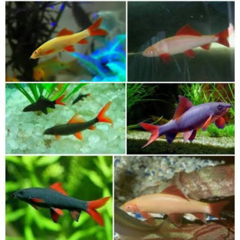 ikan redfin albino dan hitam