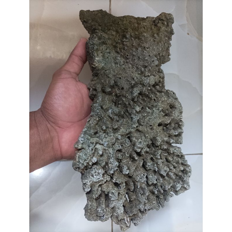 live rock dead rock batu karang lempeng besar 30x20 bahan tatakan aquarium