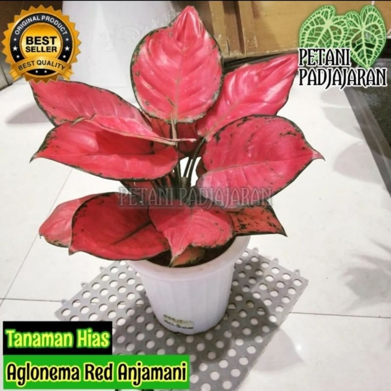 Tanaman Hias Aglonema Red Anjamani - Aglonema Red Anjamani