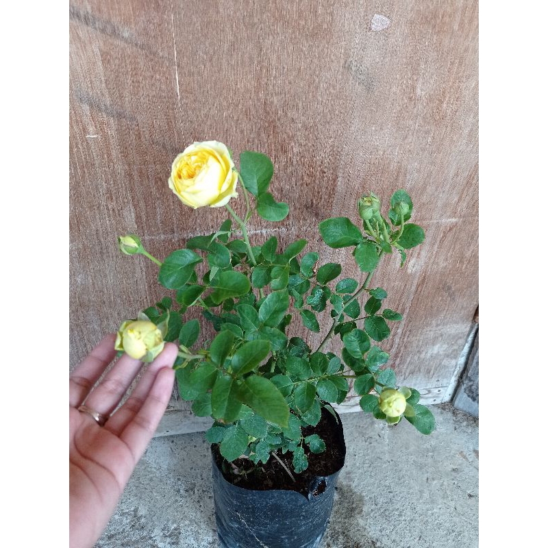 Mawar Import Indukan Catalina