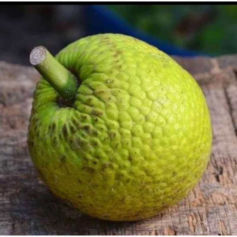 

Sukun Mentah persatuan kurleb 1kg