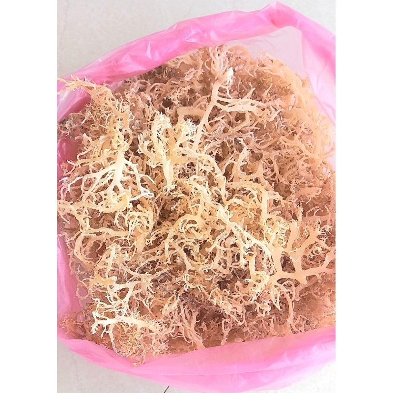 

Rumput Laut Kering khas Banten Pontang