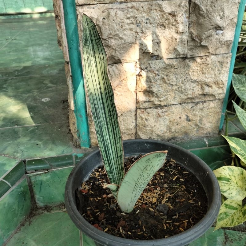 Sansevieria Cleopatra