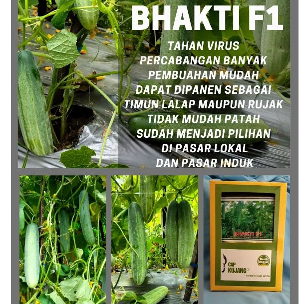 Benih biji timun bhakti F1 kemasan 20gr Cap Kujang CAP PACUL