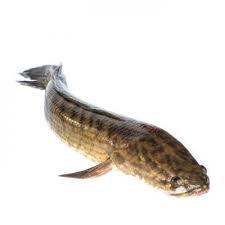 

IKAN GABUS FRESH _ 500GR