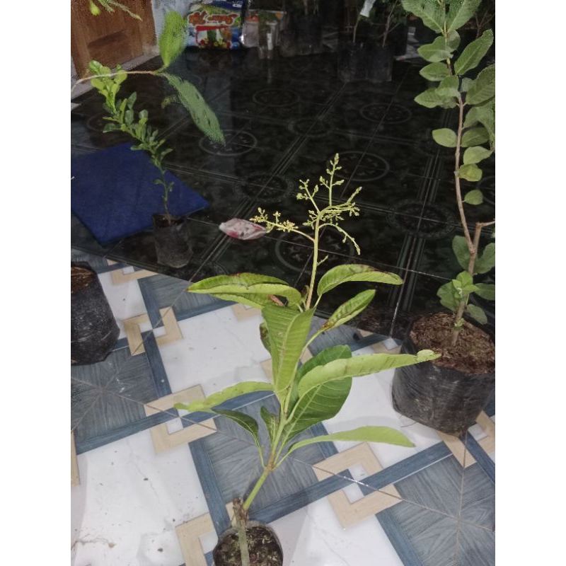bibit mangga mahatir sudah berbunga super lebat